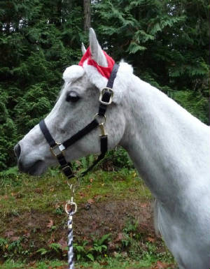 santahorse.jpg