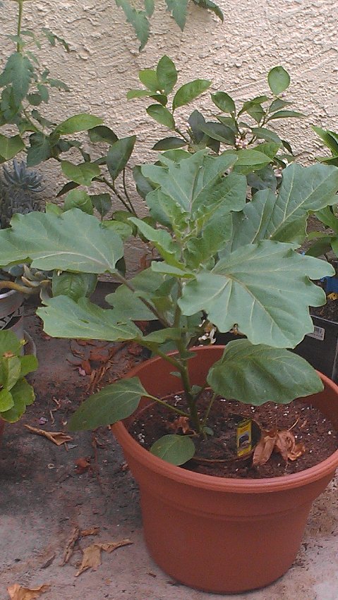 bigeggplant.jpg