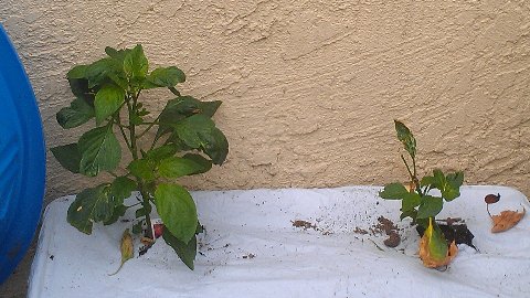 growingbellpeppers.jpg